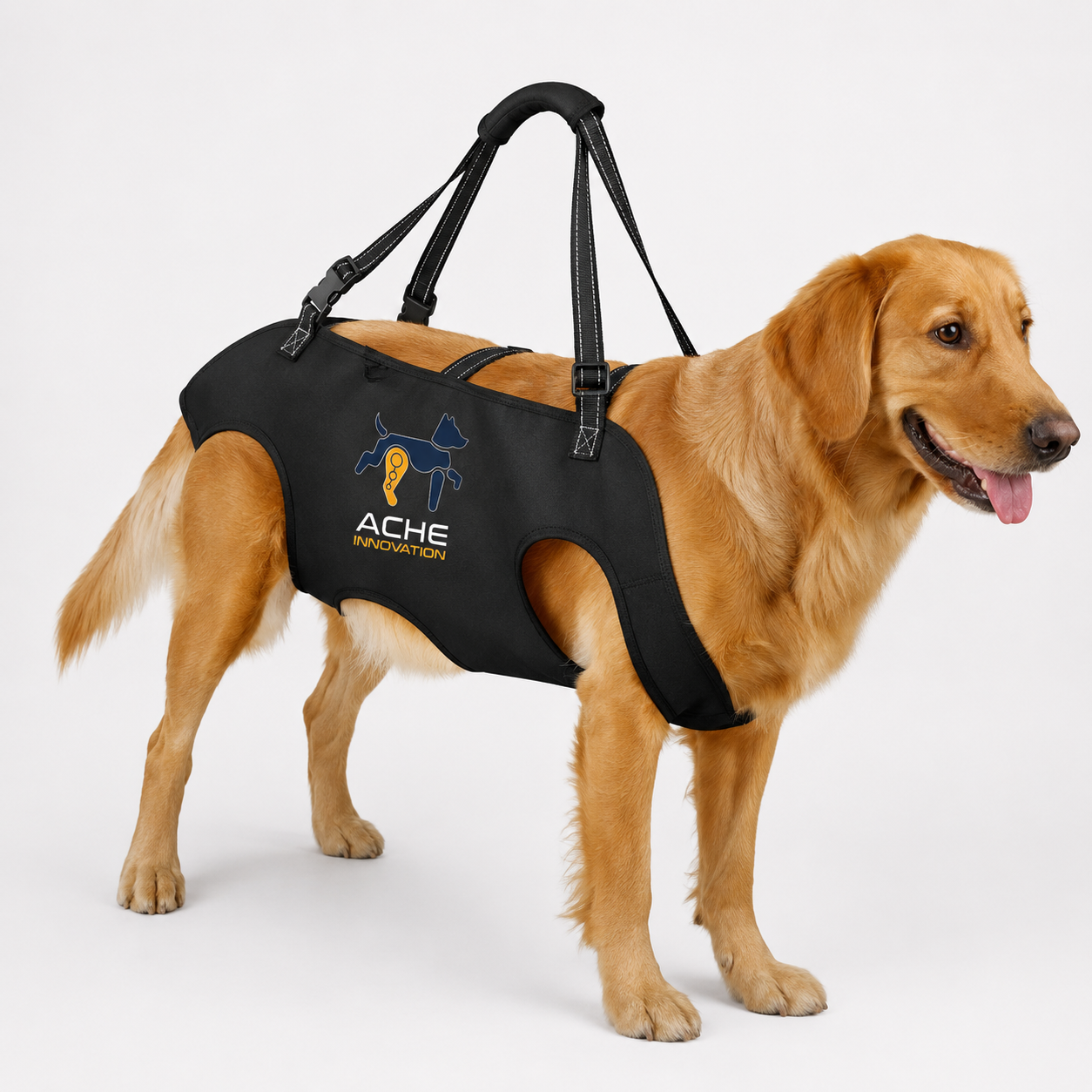 Perro con asistencia para caminar