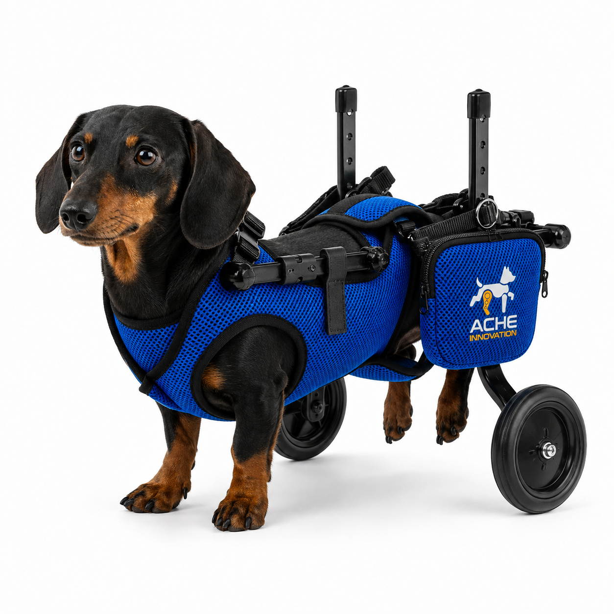 Perro con una solución de movilidad posterior